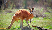 OB137 Red Kangaroo, Mutawintji National Park NSW